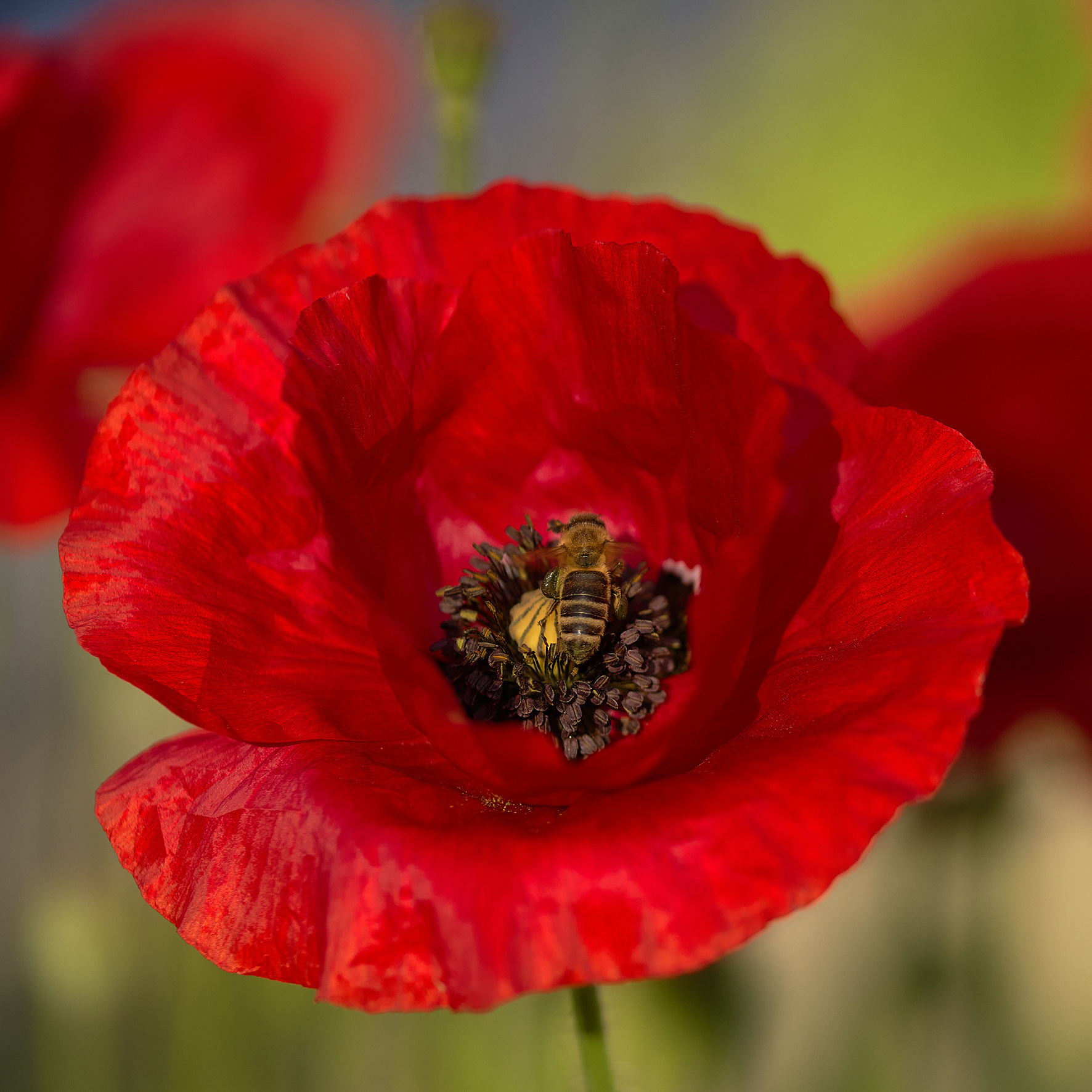 image: e_6e0f0330df39_Mohnblume_Gamut-Korrekturjpg.jpg