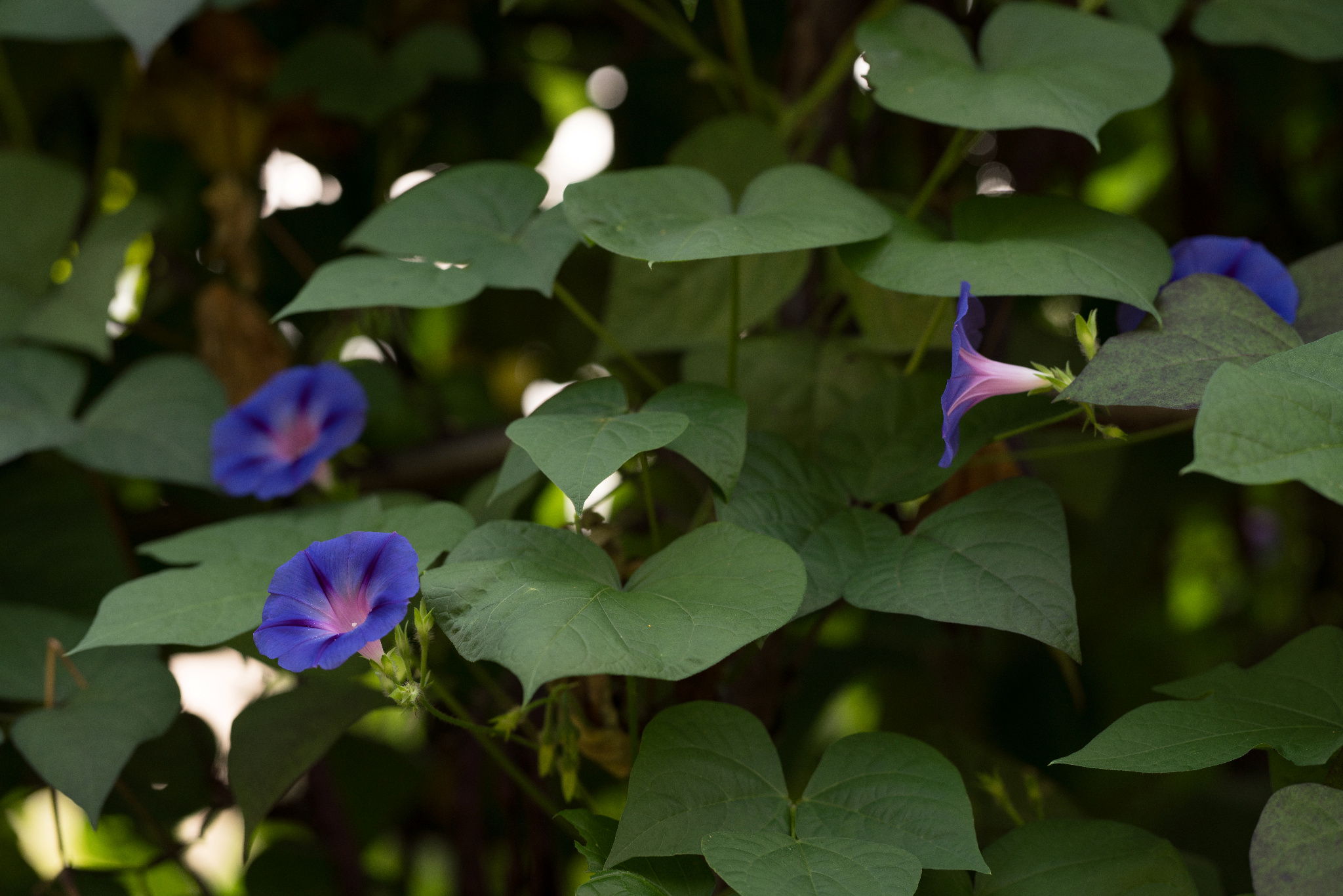 image:
e_ad2775826eb0_20180806-084818_AdobeStandard.jpg